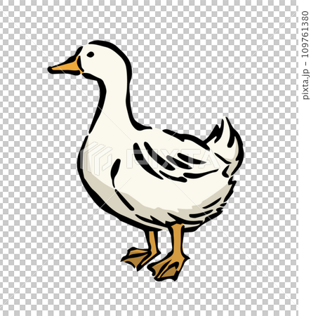 鴨子簡單圖解（肉用） 109761380