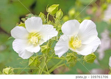 家の周りの草花 四季の色々 夏の光りに美しく輝く純白の花が咲いています 白い大輪のフョウの花 家の周りの草花 四季の色々 夏の光りに美しく輝く純白の花が咲いています 白い大輪のフョウの花 109761706
