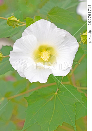 家の周りの草花　四季の色々　夏の光りに美しく輝く純白の花が咲いています　白い大輪のフョウの花 109761715