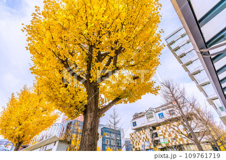 日本の横浜都市景観 12月。センター北駅前・見頃の紅葉と既に葉が落ちてしまった木…なぜだろうか… 109761719