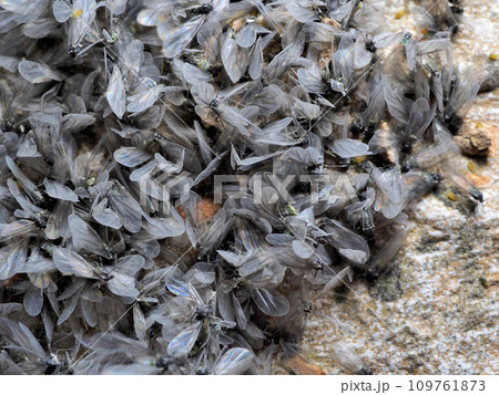 ケヤキフシアブラムシ 109761873