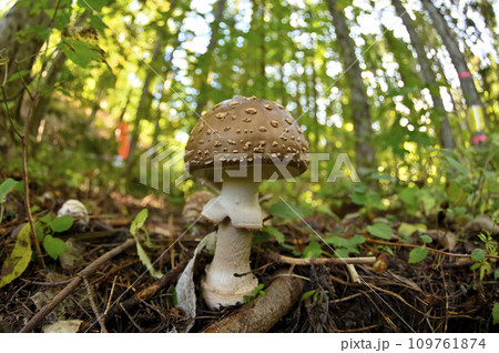 テングタケ 109761874