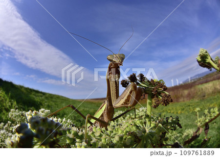 オオカマキリ オオカマキリ 109761889