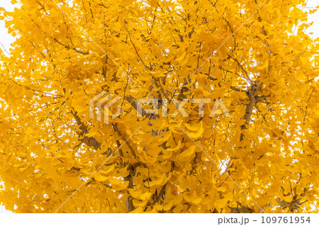 日本の横浜都市景観 師走…美しい黄色く染まった紅葉…＝横浜市のセンター北駅前で 109761954
