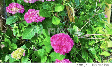梅雨に開花したピンク色のあじさい 梅雨に開花したピンク色のあじさい 109762190