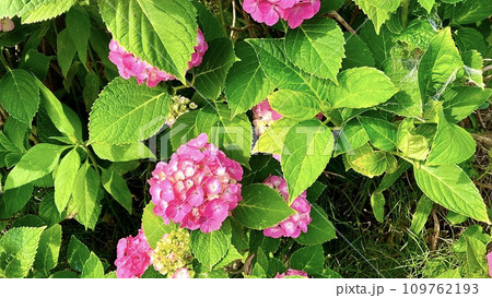 梅雨に開花したピンク色のあじさい 梅雨に開花したピンク色のあじさい 109762193