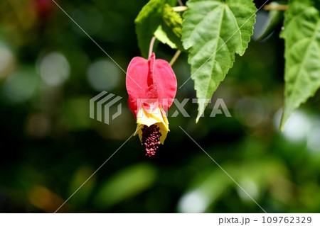 ウキツリボクの花 109762329