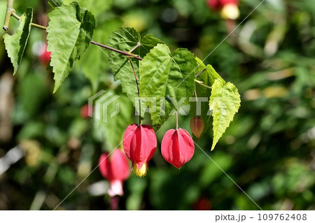 ウキツリボクの花 ウキツリボクの花 109762408