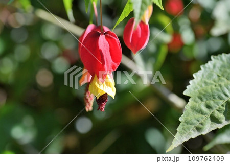 ウキツリボクの花 109762409