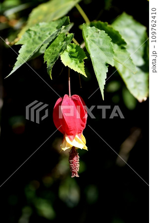 ウキツリボクの花 ウキツリボクの花 109762410