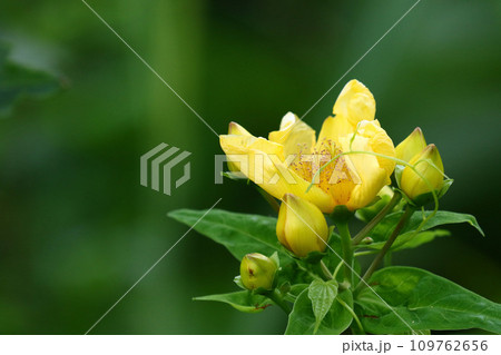 開花したばかりのトモエソウの黄花 開花したばかりのトモエソウの黄花 109762656
