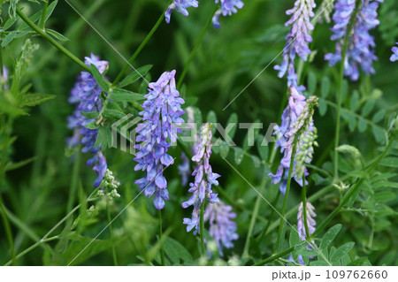 薄ピンクから薄紫にかけての変化が美しいクサフジ 薄ピンクから薄紫にかけての変化が美しいクサフジ 109762660