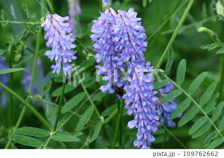 薄ピンクから薄紫にかけての変化が美しいクサフジ 109762662