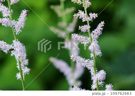 薄ピンクの密集花が可憐なチダケサシ 薄ピンクの密集花が可憐なチダケサシ 109762663