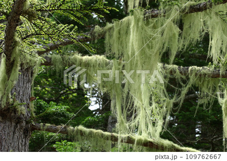 カラマツの枝に下がったレースのカーテンのようなサルオガセ 109762667