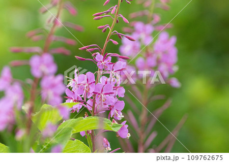 咲き始めのピンクの花が初々しいヤナギラン 109762675