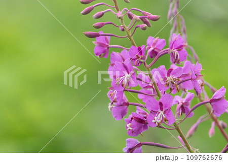 咲き始めのピンクの花が初々しいヤナギラン 咲き始めのピンクの花が初々しいヤナギラン 109762676