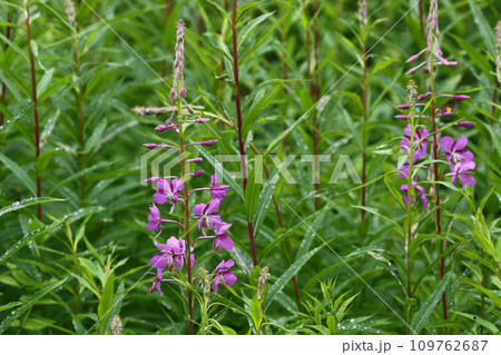 雨の雫を光らせたヤナギランの群落 109762687