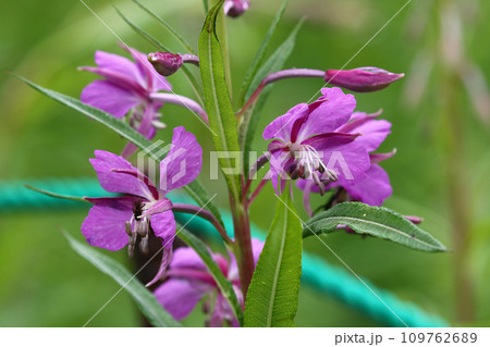 自然園の保護地に咲くヤナギラン 109762689