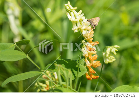 夏の草原に咲いたイタチササゲの花 109762715