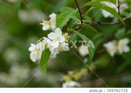 4弁花が可憐なバイカウツギの花 109762728