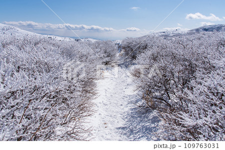 快晴と積雪の冬の久住山 日本百名山 大分県、九重連山 快晴と積雪の冬の久住山 日本百名山 大分県、九重連山 109763031