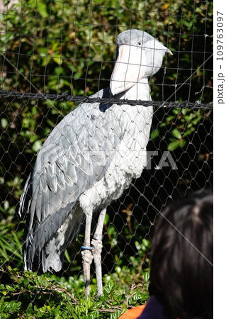 2023,11 上野動物園 ハシビロコウ 2023,11 上野動物園 ハシビロコウ 109763097
