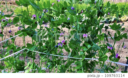 夏の晴れた日のさやえんどうの花がさく畑 夏の晴れた日のさやえんどうの花がさく畑 109763114