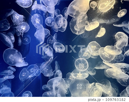 鴨川シーワールドで水中に漂うクラゲ 109763182