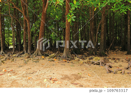 石垣島、宮良川の風景 109763317