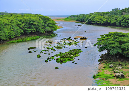 石垣島、宮良川の風景 109763321