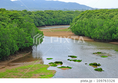 石垣島、宮良川の風景 109763326