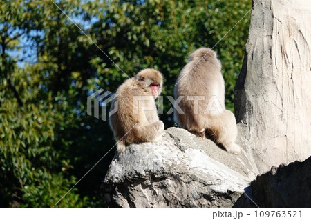 2023,11 上野動物園 さる 2023,11 上野動物園 さる 109763521