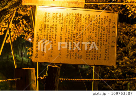 看板・案内板　幻想的な夜桜・水鏡に映える一本桜　　浅井の一本桜(久留米市山本町) 109763587