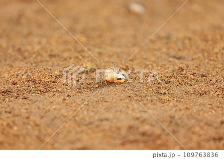 石垣島、宮良川の小さなカニ 石垣島、宮良川の小さなカニ 109763836