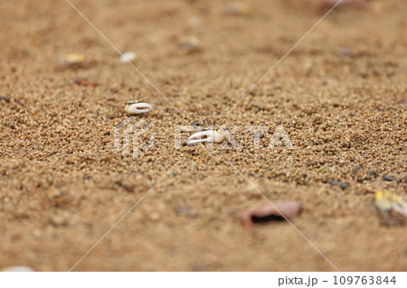 石垣島、宮良川の小さなカニ 石垣島、宮良川の小さなカニ 109763844