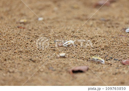 石垣島、宮良川の小さなカニ 109763850