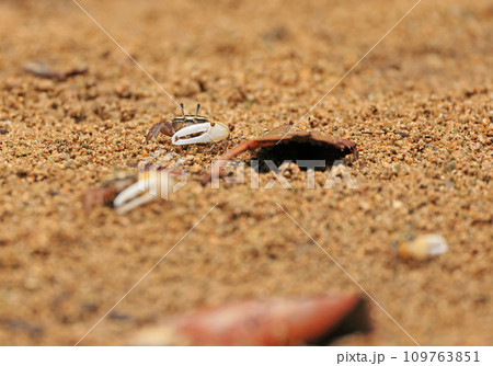 石垣島、宮良川の小さなカニ 石垣島、宮良川の小さなカニ 109763851