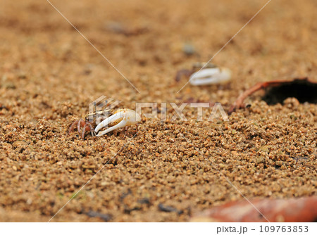 石垣島、宮良川の小さなカニ 石垣島、宮良川の小さなカニ 109763853