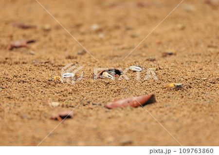 石垣島、宮良川の小さなカニ 石垣島、宮良川の小さなカニ 109763860