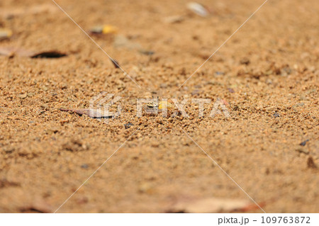 石垣島、宮良川の小さなカニ 石垣島、宮良川の小さなカニ 109763872