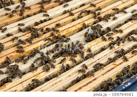 Swarm Of Honey Bees (Apis Mellifica) Working On Combs Producing Honey And Breed In Teamwork 109764081