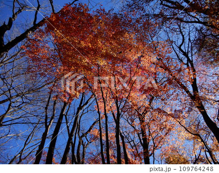 中仙道 与川道の紅葉 中仙道 与川道の紅葉 109764248
