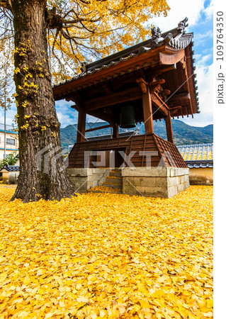 教宗寺の大イチョウの紅葉　【長崎市】 109764350