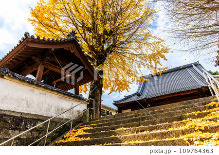 教宗寺の大イチョウの紅葉 【長崎市】 教宗寺の大イチョウの紅葉 【長崎市】 109764363