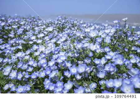 ネモフィラの花が咲き誇る丘 109764491