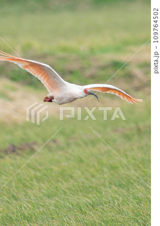 朱鷺の飛翔 朱鷺の飛翔 109764502