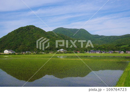 稲　初夏の田んぼ　田植え後の稲　田んぼ　日本の風景　田園風景 109764723