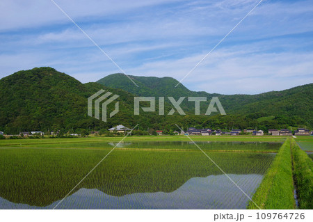 稲　初夏の田んぼ　田植え後の稲　田んぼ　日本の風景　田園風景 109764726