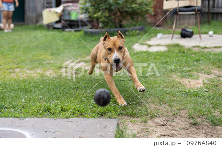 Funny cute dog deftly catches a tennis ball with his teeth. A Staffordshire Terrier plays catch with its owner. The dog quickly and deftly catches up with the ball, grabbing it with its teeth. 109764840